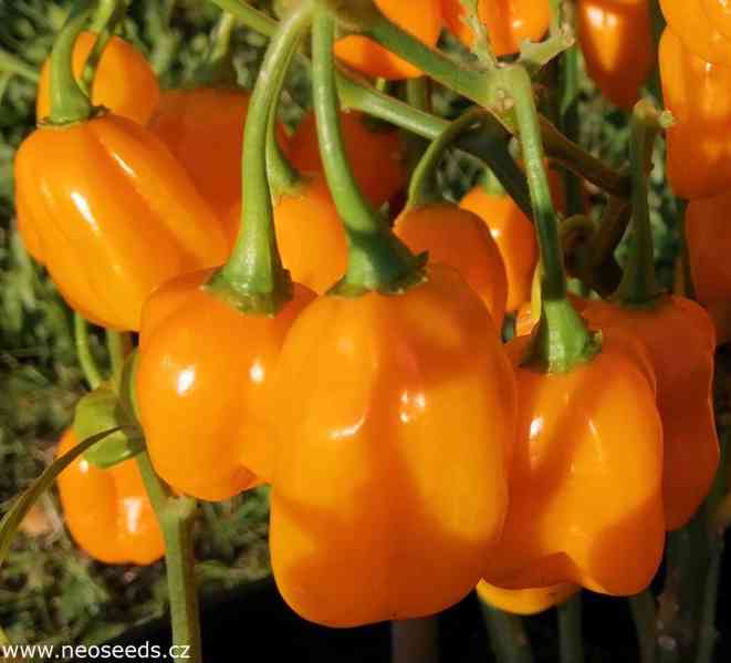 Sazenice Chilli Habanero Devil's Orange - foto 1