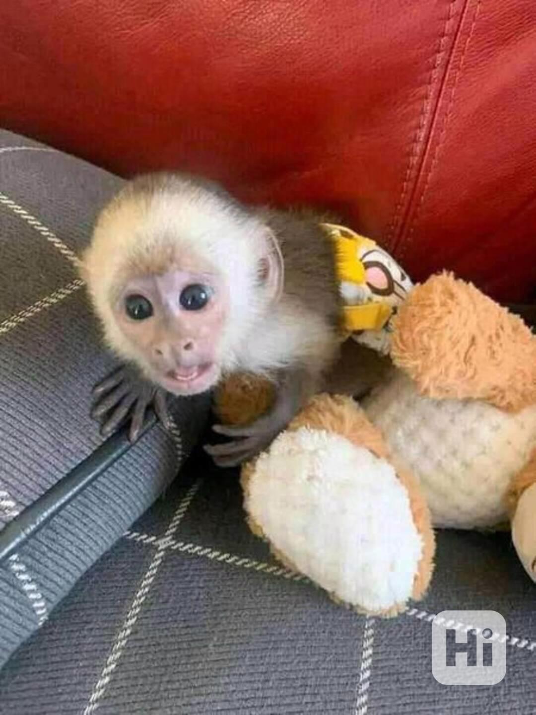 Zdarma Dítě kapucínské opice k adopci nyní zdarma   - foto 1