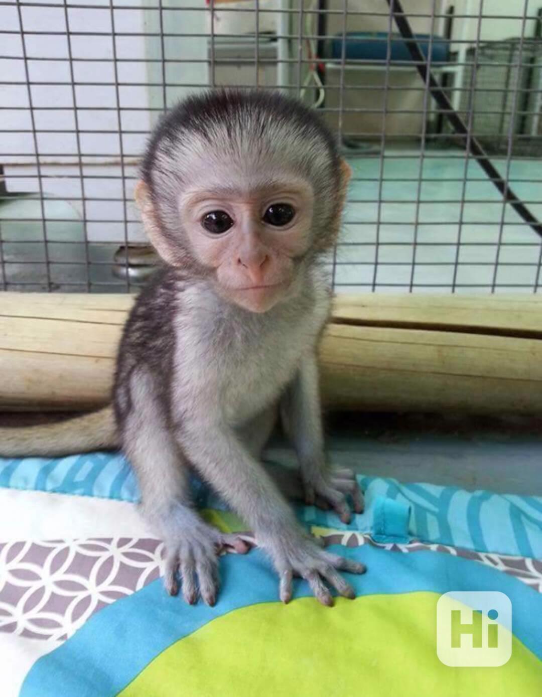 Roztomilá kapucínská opice k adopci zdarma   - foto 1