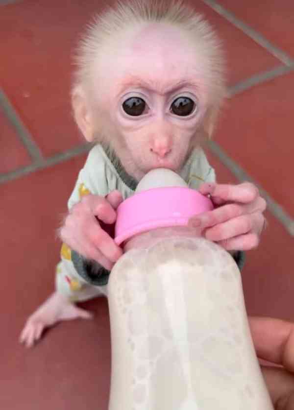 🐒 Výcvik kapucínských opic