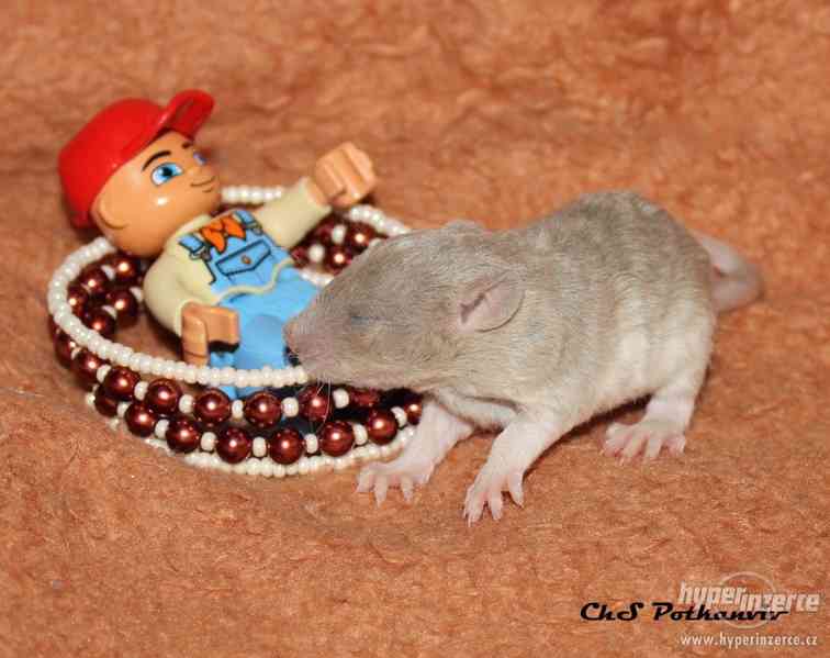 Potkaní mimča s VP - foto 1