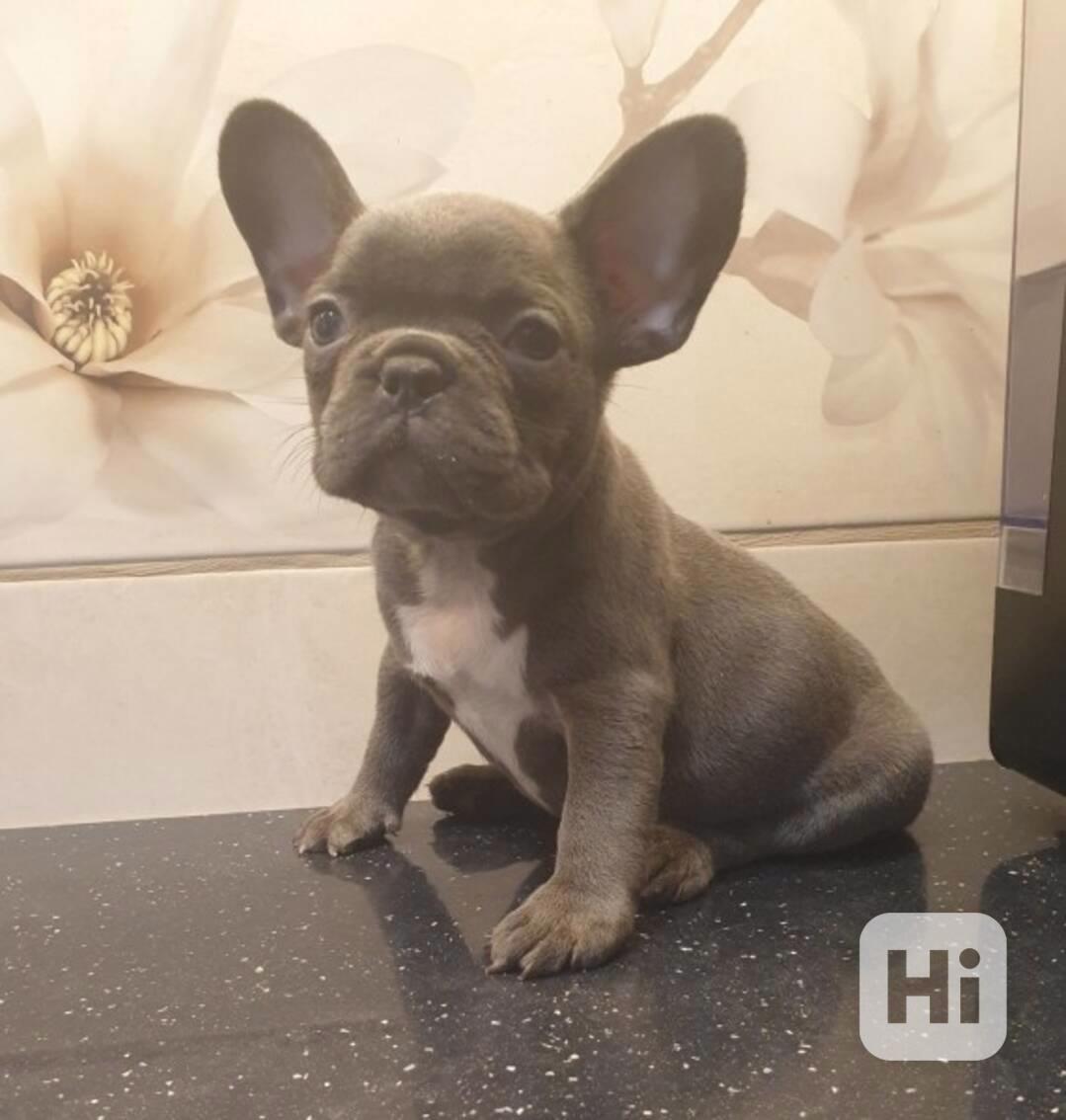 Máme k dispozici 2 vynikající štěňata francouzského buldočka - foto 1