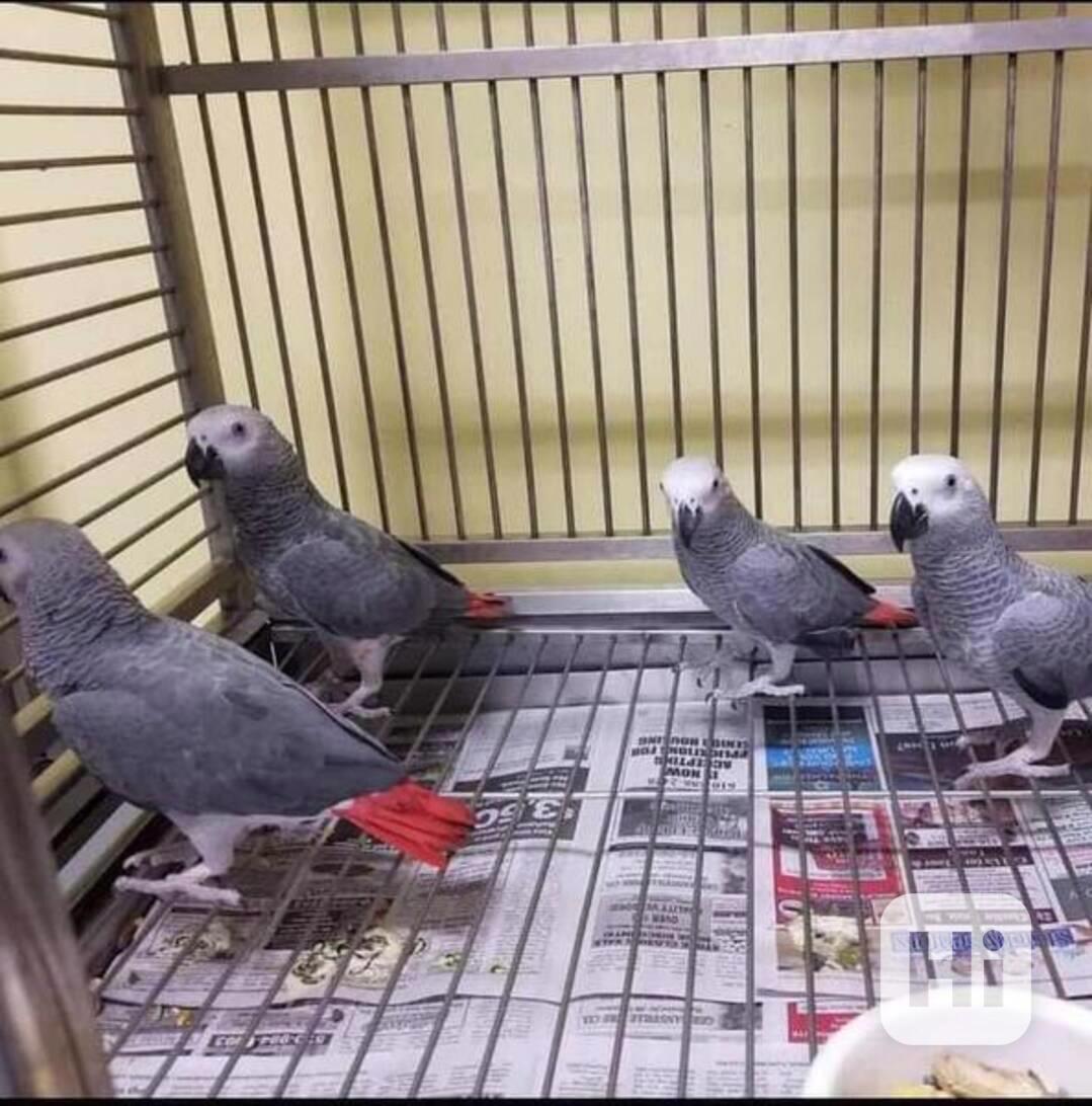 Prodám ochočená mláďata papouška afrického Žako. - foto 1