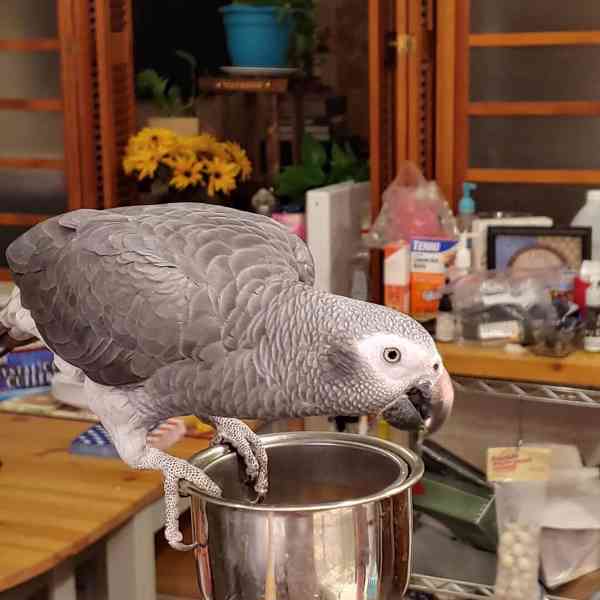 Prodám ochočená mláďata papouška afrického Žako. - foto 2