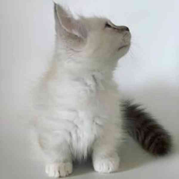 Krásná koťata plemene Ragdoll - foto 2