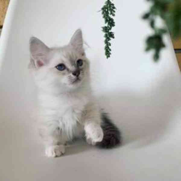 Krásná koťata plemene Ragdoll
