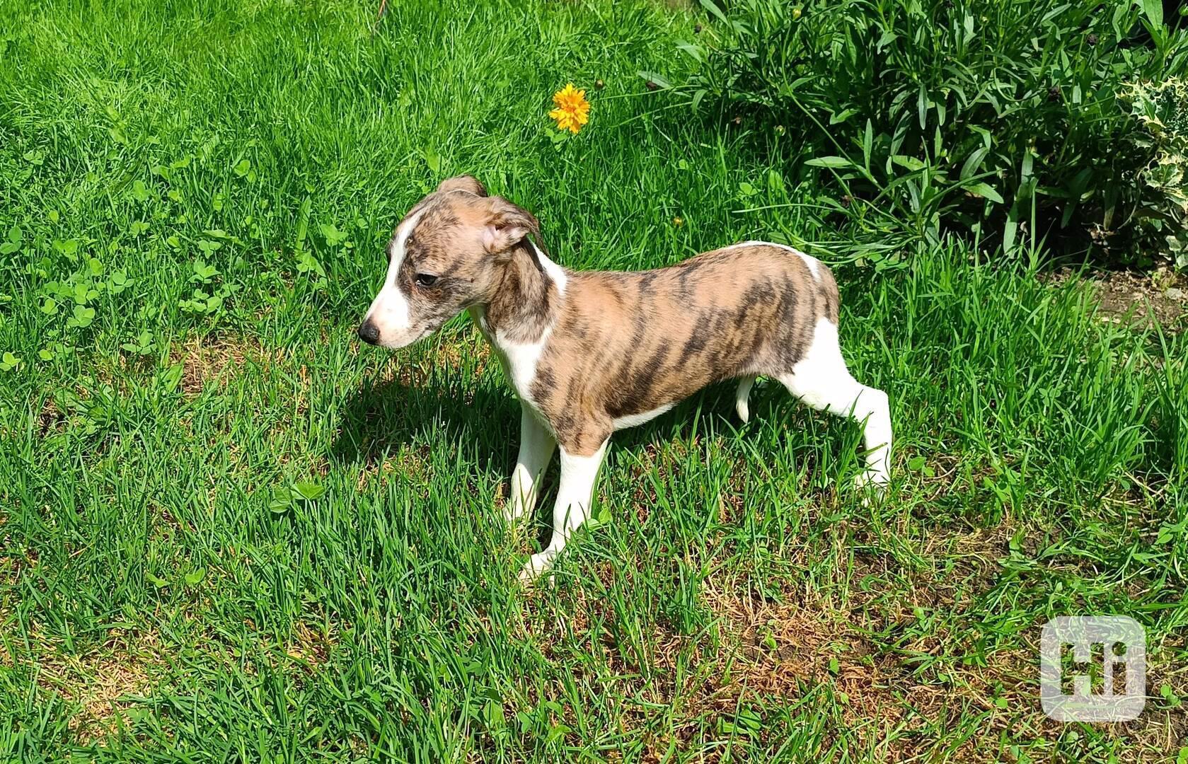 Whippet /Vipet/ - štěňata bez pp - foto 1