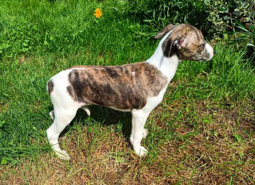 Whippet /Vipet/ - štěňata bez pp - foto 2