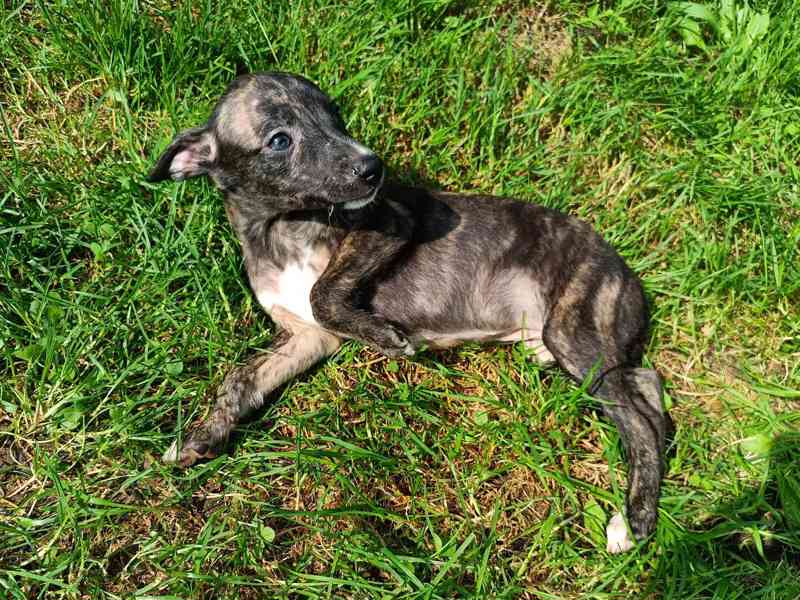 Whippet /Vipet/ - štěňata bez pp - foto 5