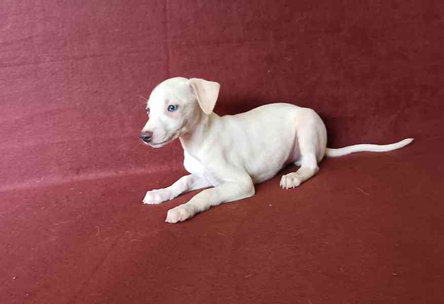Whippet /Vipet/ - štěňata bez pp - foto 4