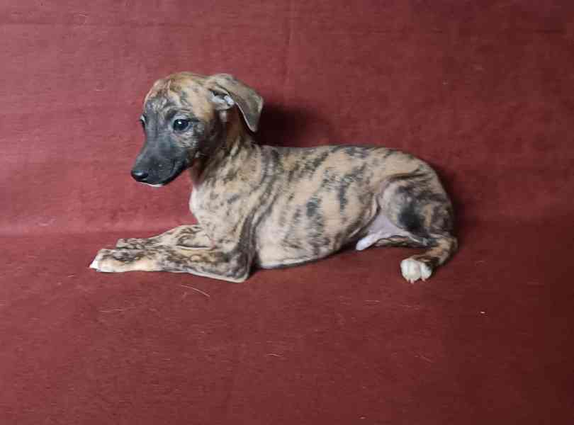 Whippet /Vipet/ - štěňata bez pp - foto 3