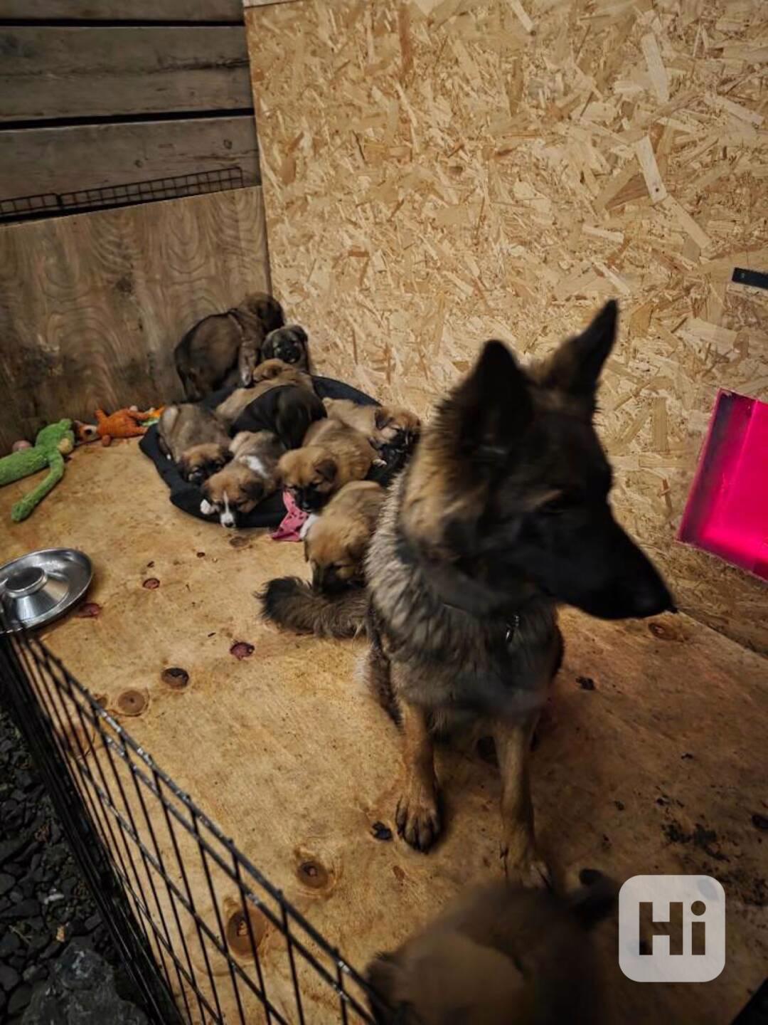 Štěňata ovčáka z Highlandu!!!..napište - foto 1