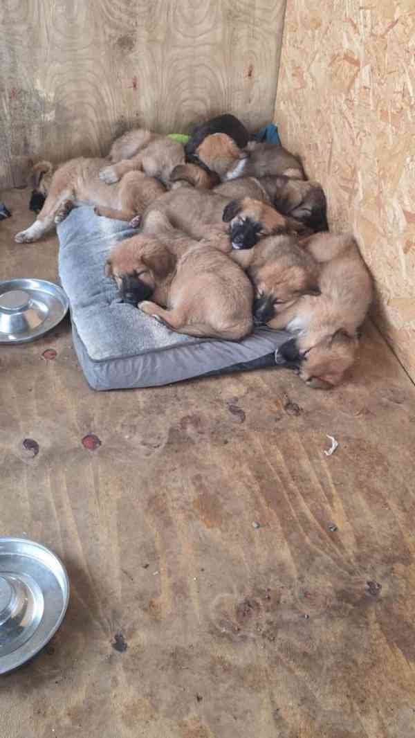 Štěňata ovčáka z Highlandu!!!..napište - foto 2