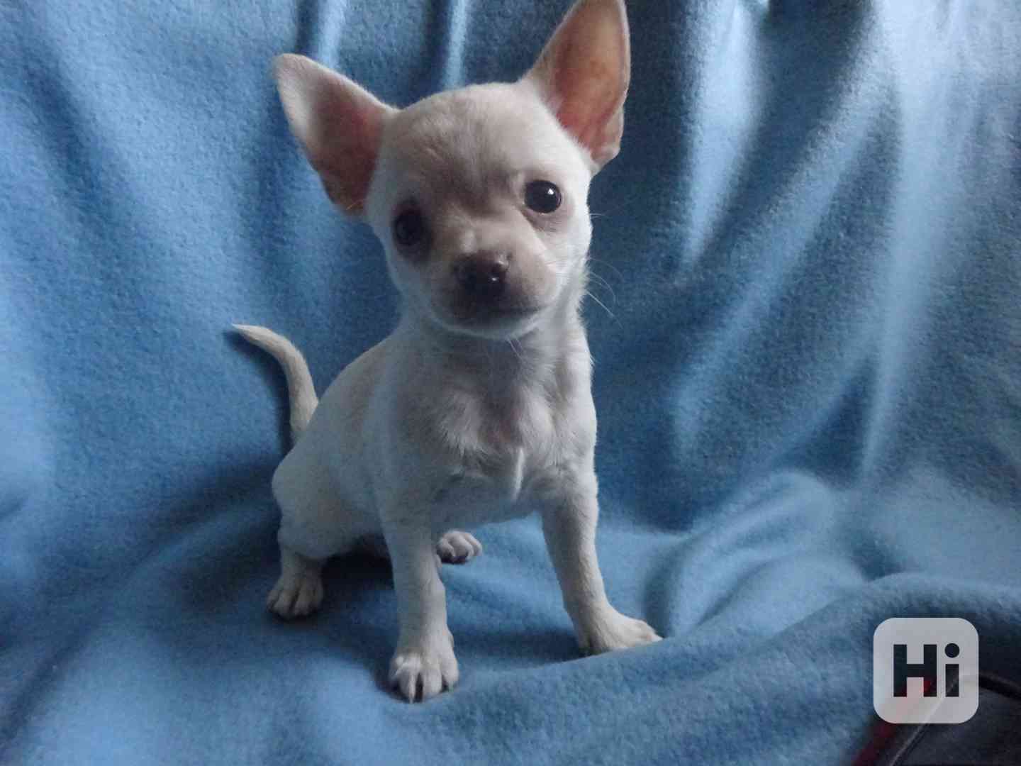 🐶 Nabízím štěňátko čivavy – krátkosrstý pejsek bez PP 🐾 - foto 1