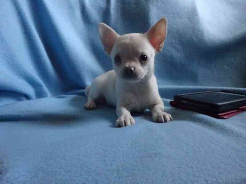 🐶 Nabízím štěňátko čivavy – krátkosrstý pejsek bez PP 🐾 - foto 2