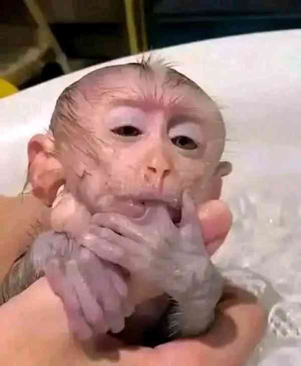  Lákavá hravá kapucínská dívka - foto 1