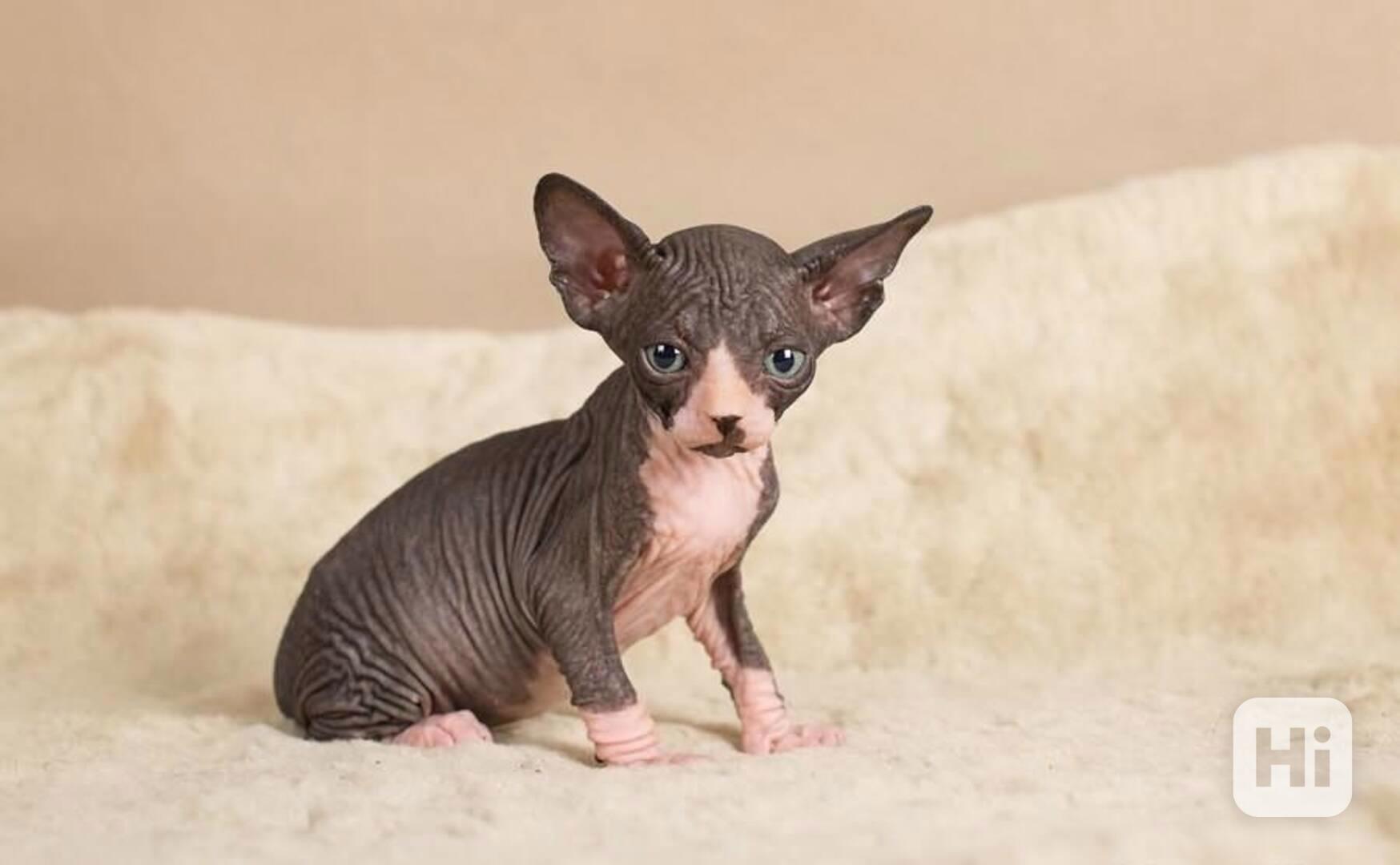 Registrovaná koťata Sphynx - foto 1