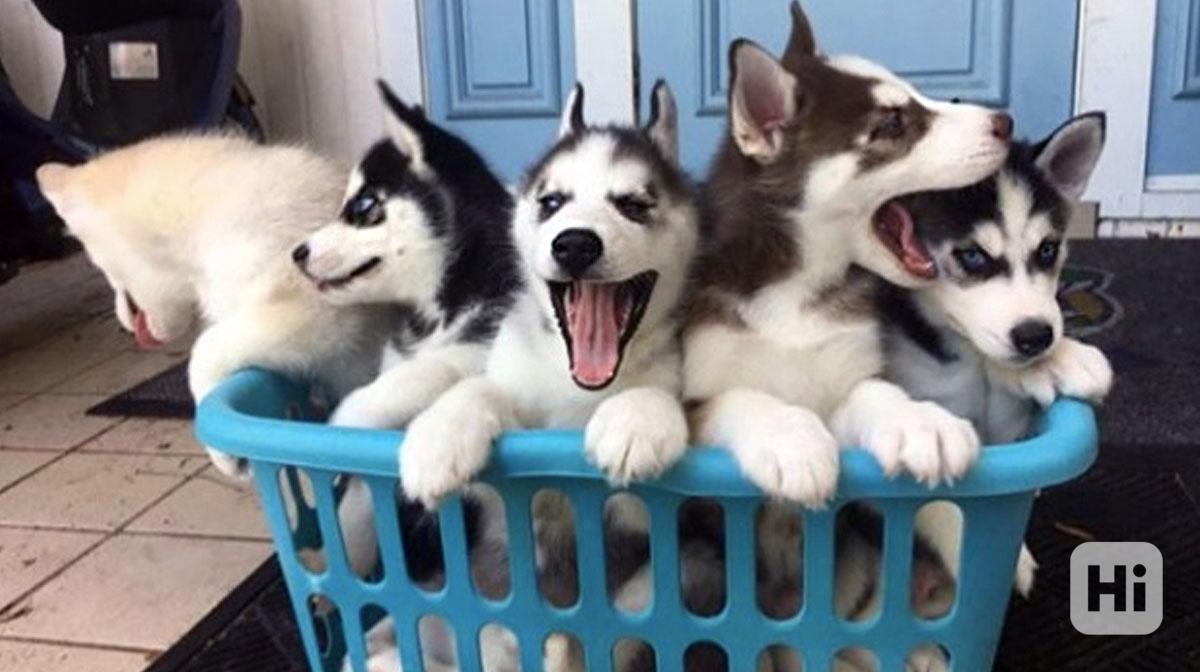 Štěňata sibiřského huskyho registrovaná v AKC k dispozici - foto 1