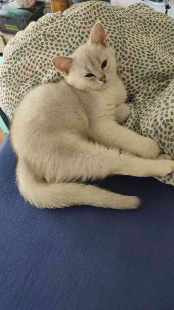 Britská stříbrná kotata - ihned k odběru  - foto 5
