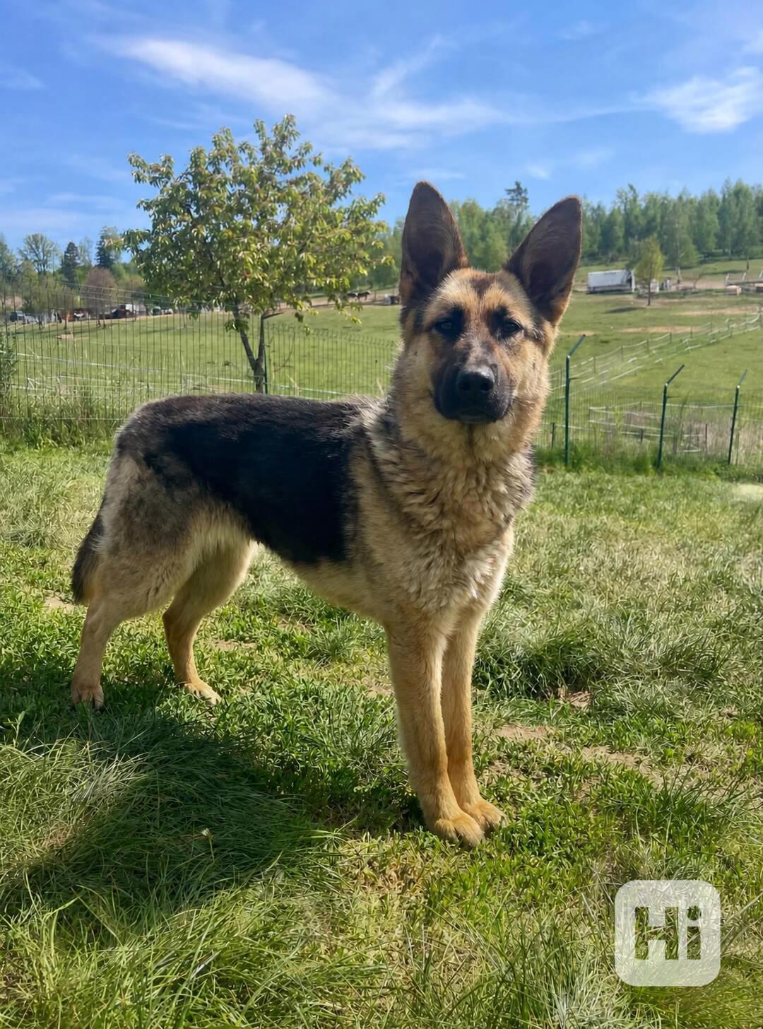 MONA - 20 kg, kastrovaná fenečka 1 rok  - foto 1