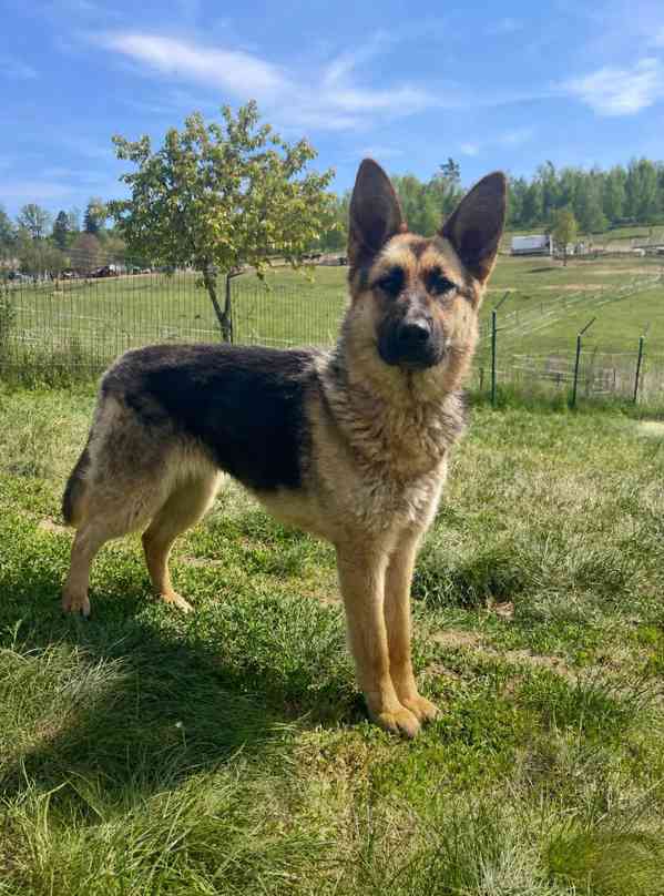 MONA - 20 kg, kastrovaná fenečka 1 rok  - foto 1