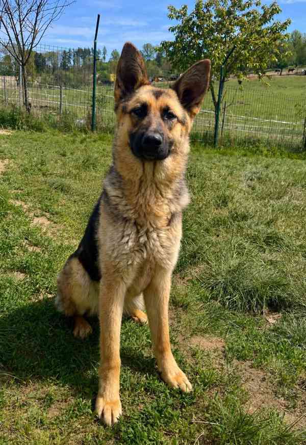 MONA - 20 kg, kastrovaná fenečka 1 rok  - foto 2