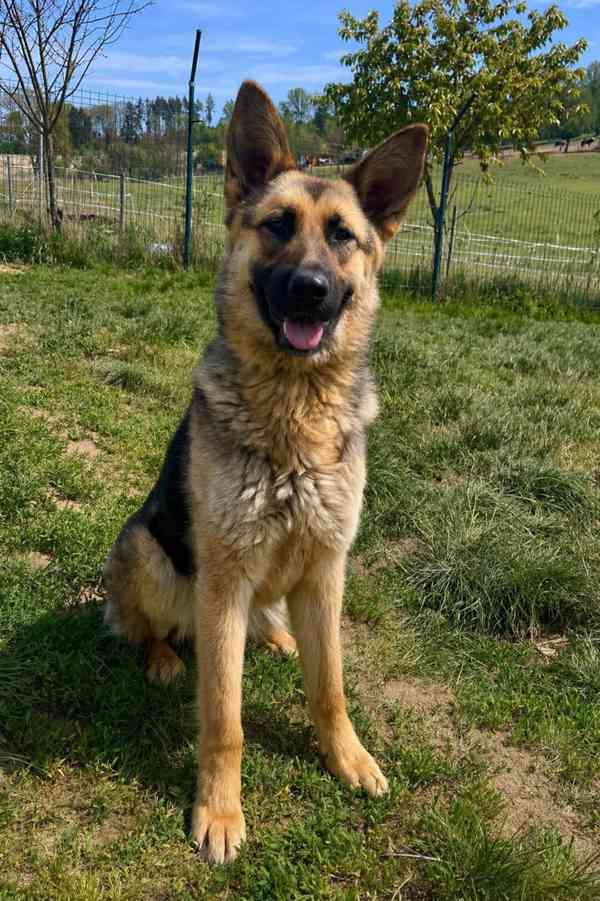 MONA - 20 kg, kastrovaná fenečka 1 rok  - foto 3