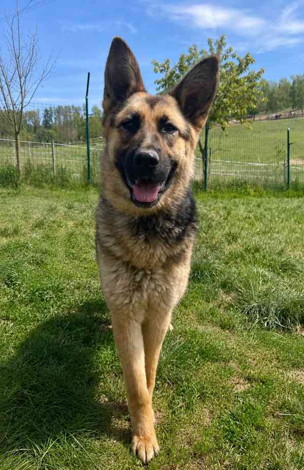 MONA - 20 kg, kastrovaná fenečka 1 rok  - foto 4