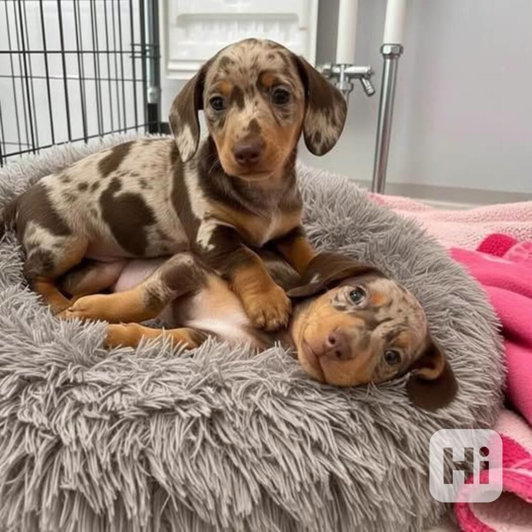 Jezevčík hladkosrstý trpasličí bez PP - foto 1