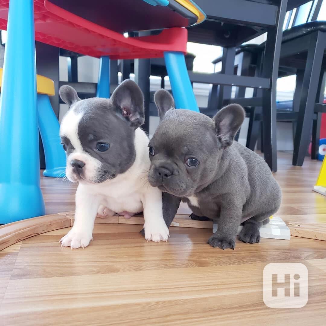 Vánoční dárek Štěňata Francouzský buldočka - foto 1
