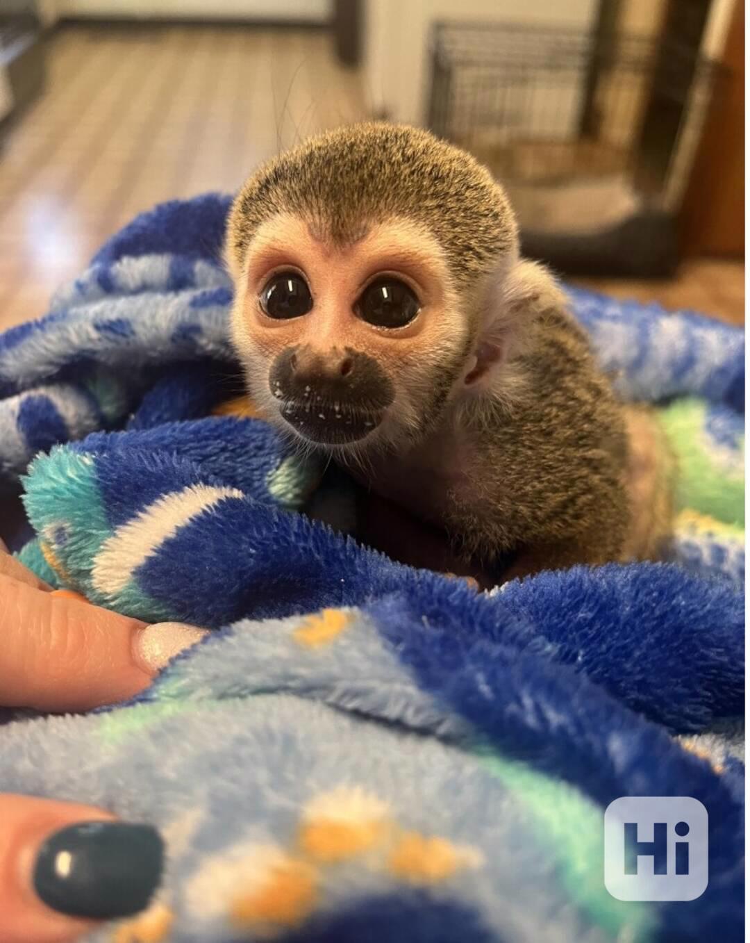 Veverčí opice k dispozici pro celoživotní společníky - foto 1