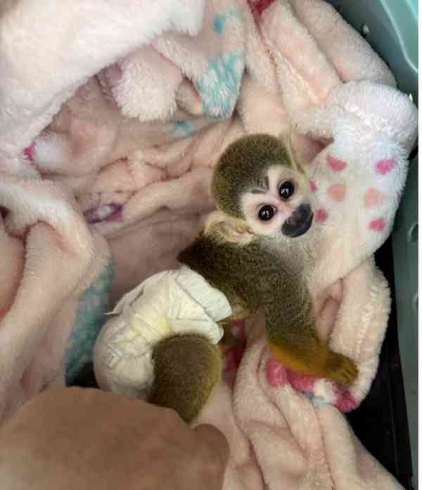 Veverčí opice k dispozici pro celoživotní společníky - foto 2