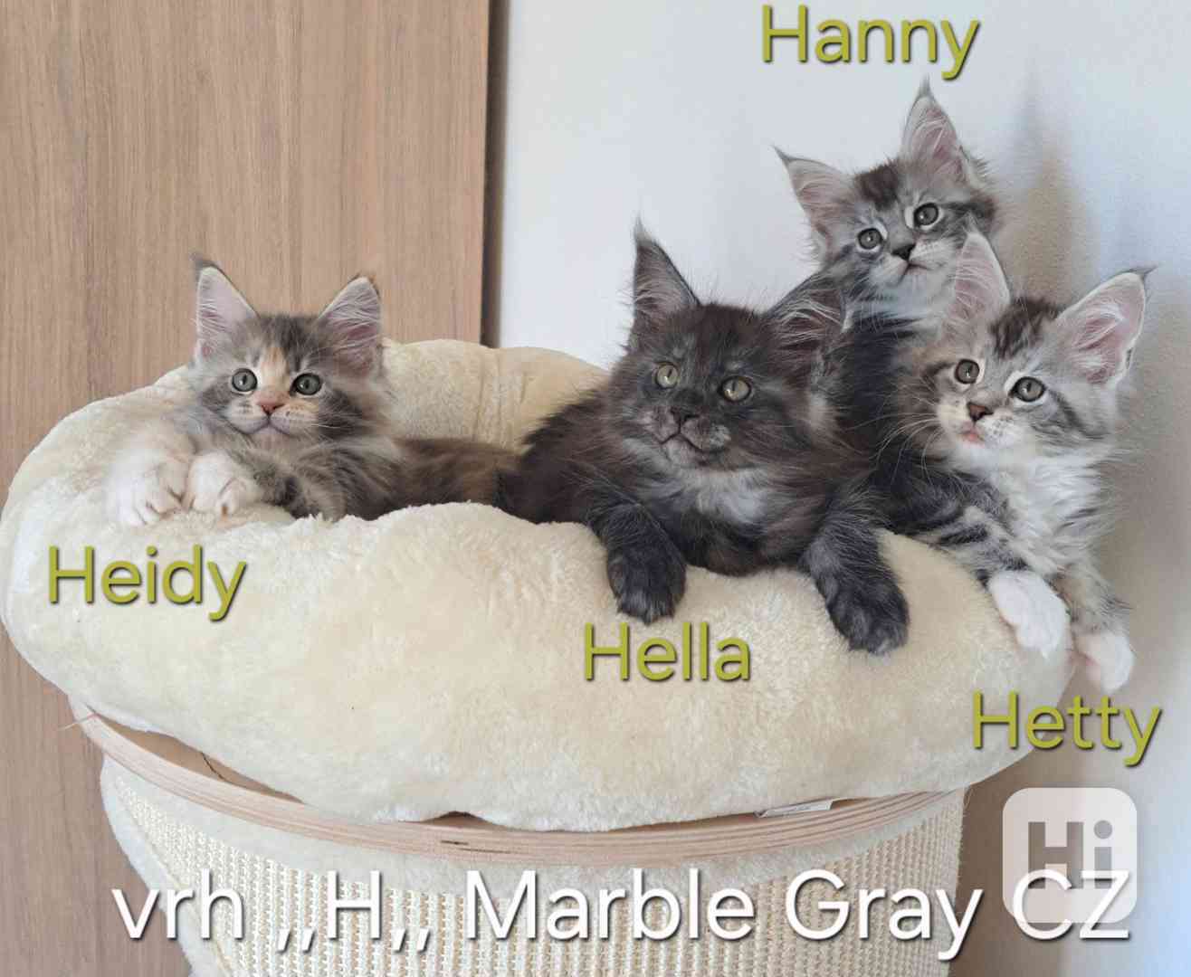 Mainská mývalí s PP  / MCO s PP - foto 1