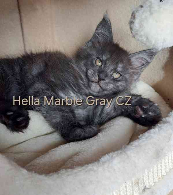 Mainská mývalí s PP  / MCO s PP - foto 2