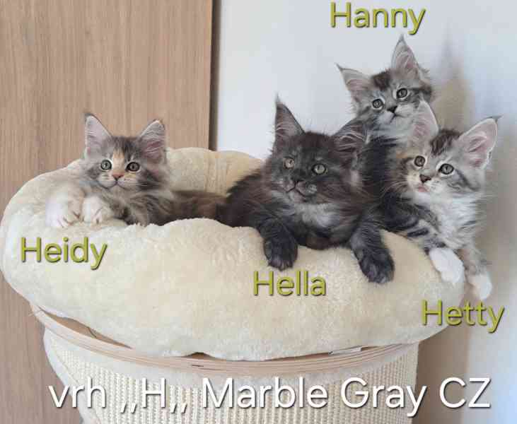 Mainská mývalí s PP  / MCO s PP - foto 1