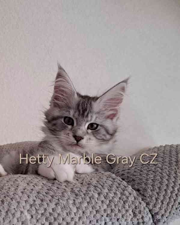 Mainská mývalí s PP  / MCO s PP - foto 3