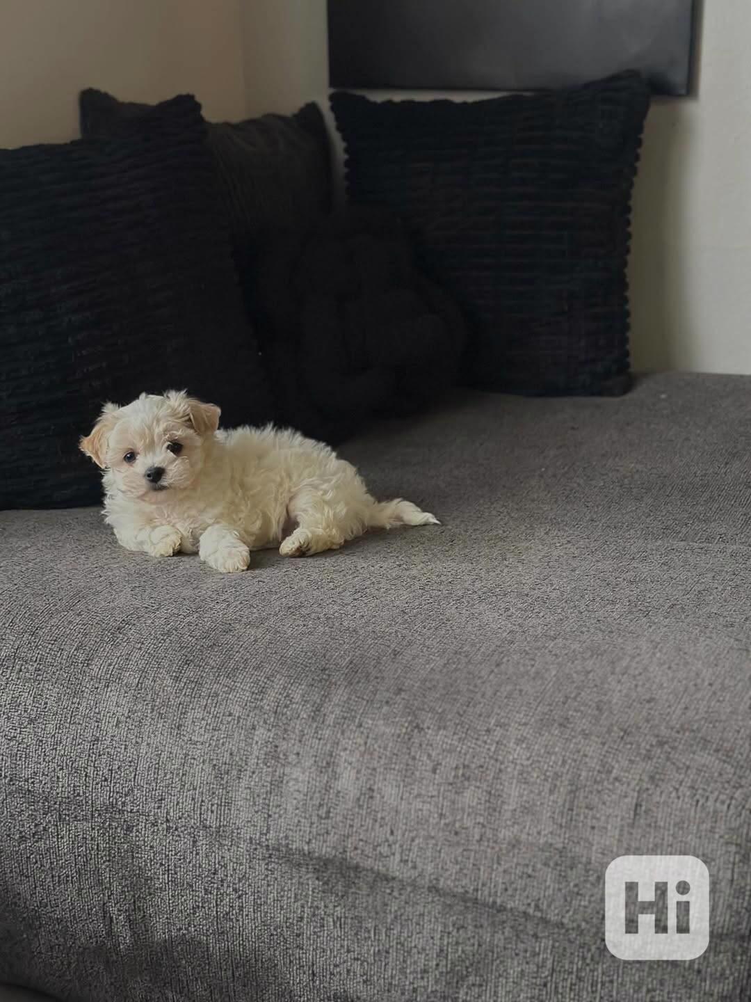 Štěňata bišonka - foto 1