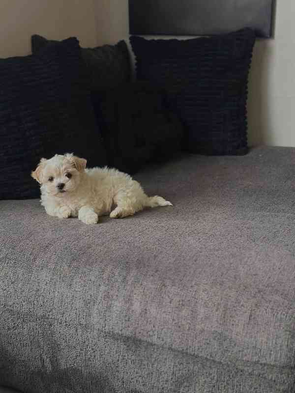 Štěňata bišonka - foto 1