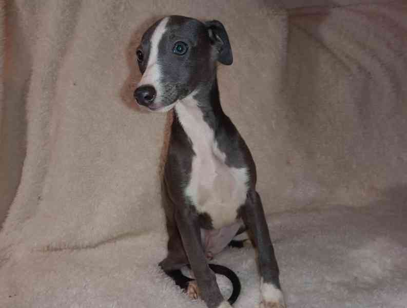 Whippet/Vipet/ - fenka bez pp - foto 2