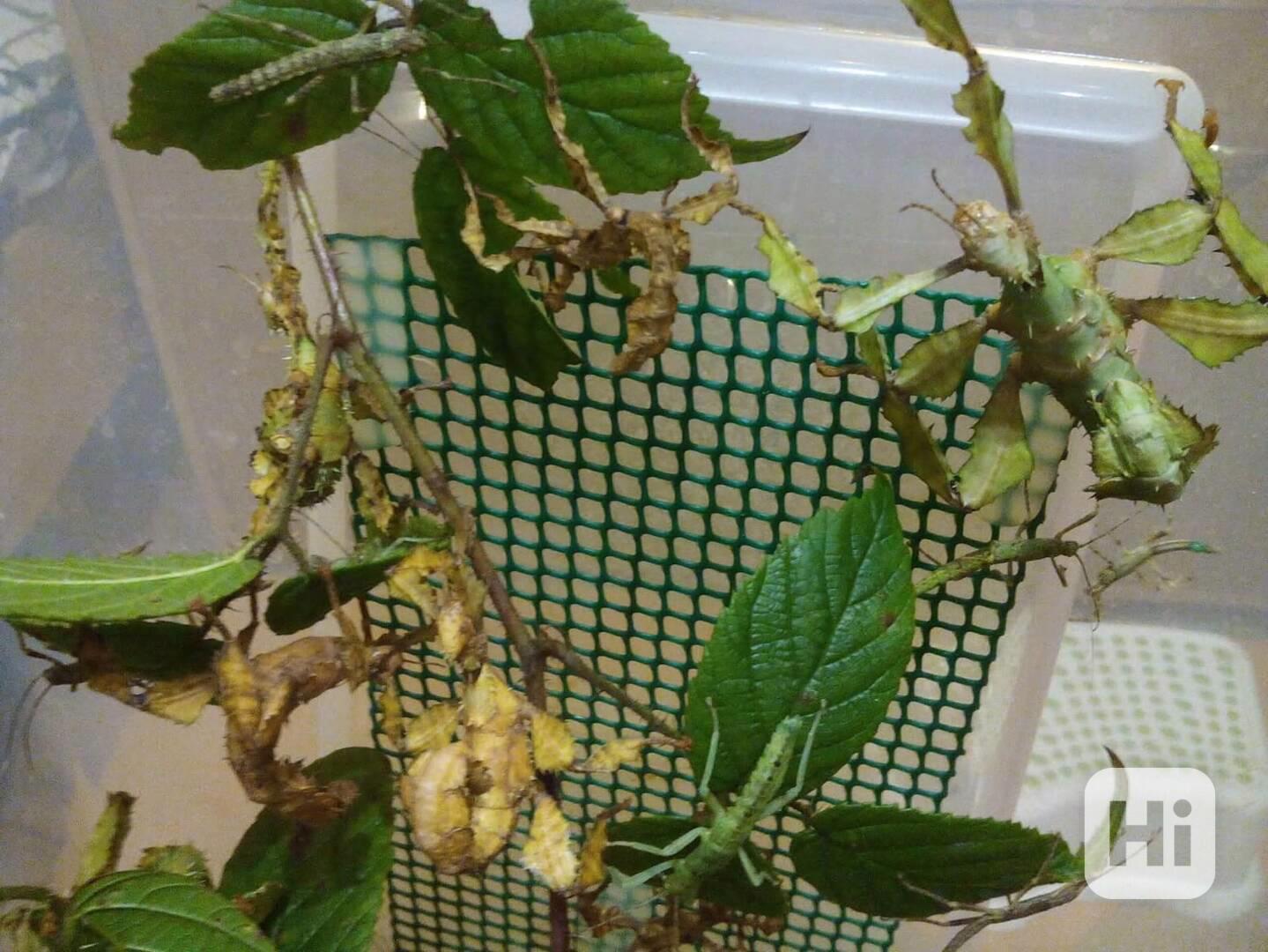 Extatosoma tiaratum - strašilka australská - foto 1