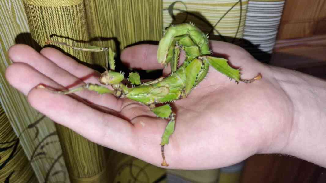 Extatosoma tiaratum - strašilka australská - foto 3