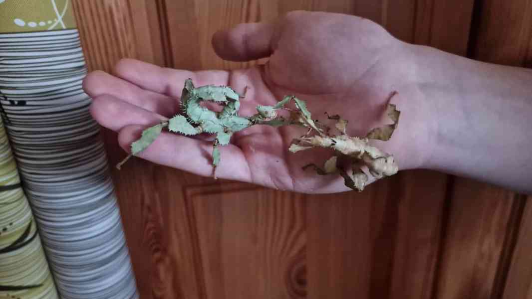 Extatosoma tiaratum - strašilka australská - foto 2