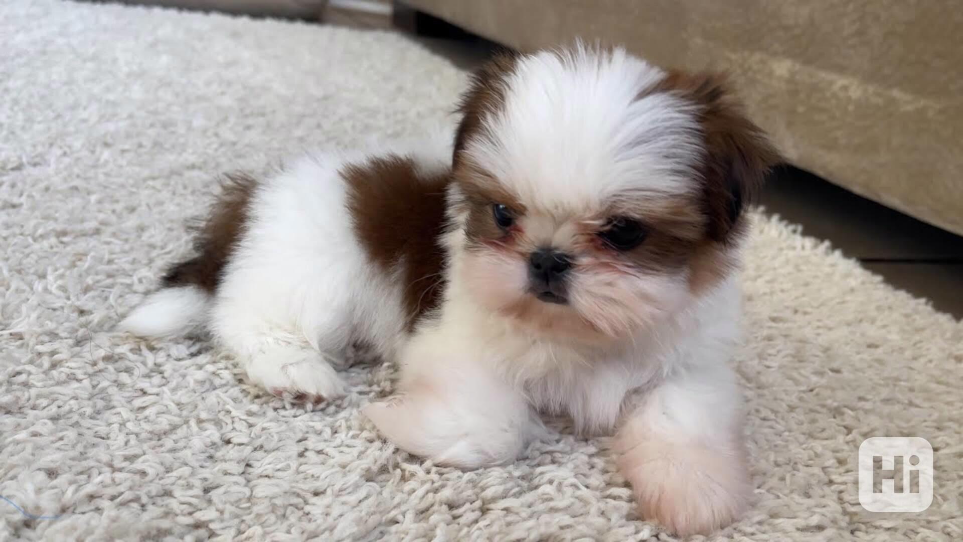 Zdravá štěňata Shih Tzu k prodeji - foto 1