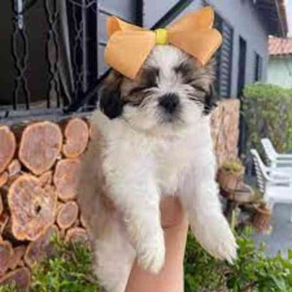 Zdravá štěňata Shih Tzu k prodeji - foto 2