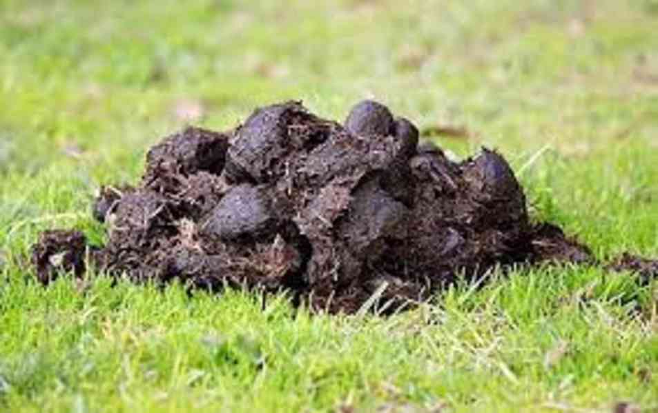 DAruji hnůj  - foto 1