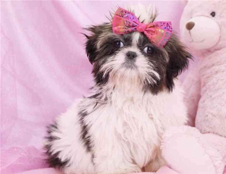 Shih-tzu s PP - foto 2