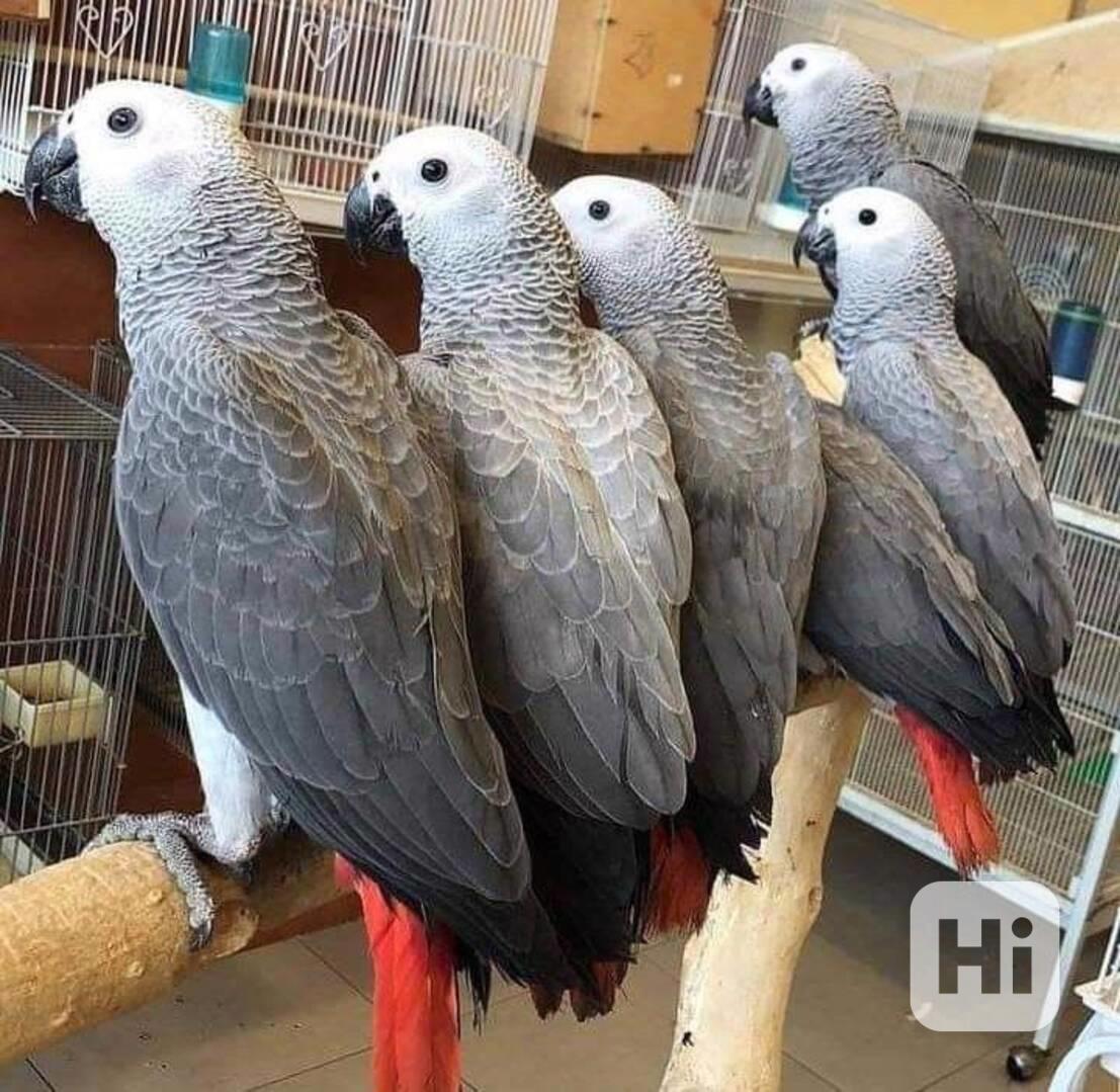 Roztomilí a milí papoušci šedí afričtí - foto 1