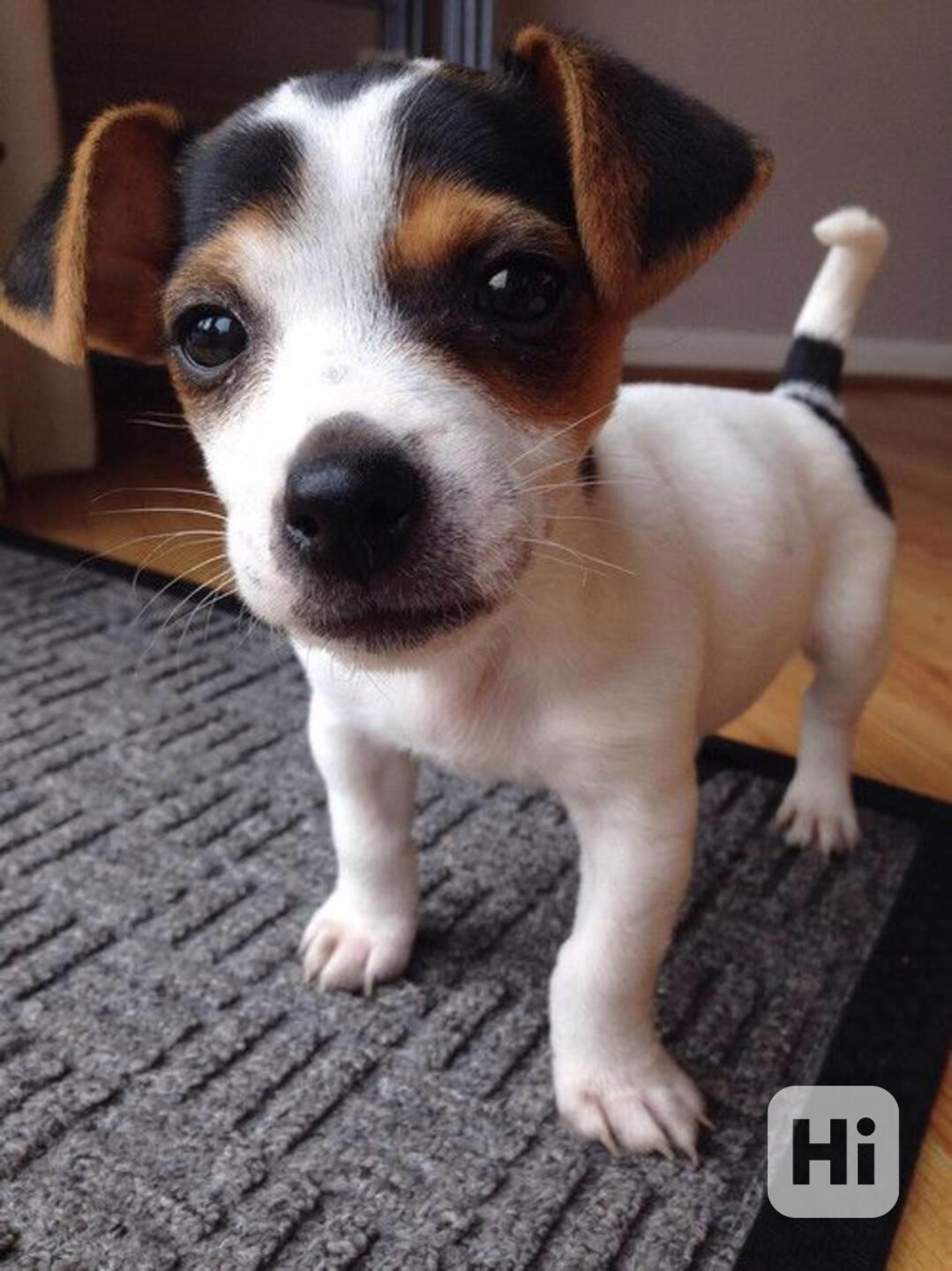 štěňata jack russell teriéra - foto 1