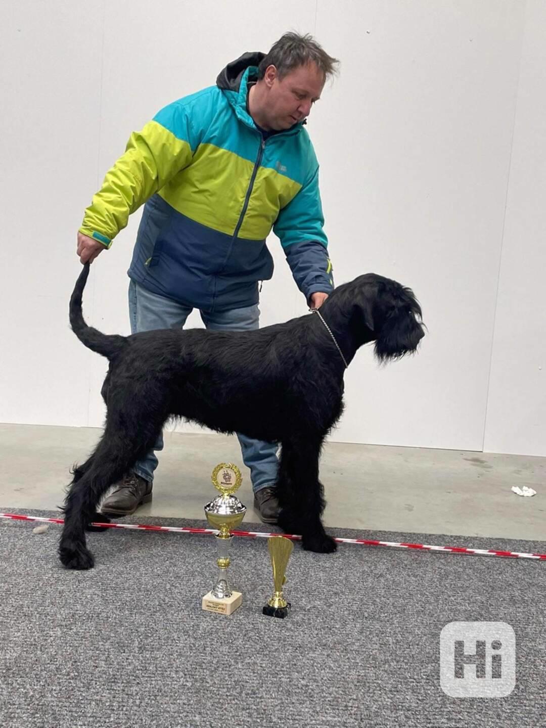 Knírač velký černý s pp - foto 1