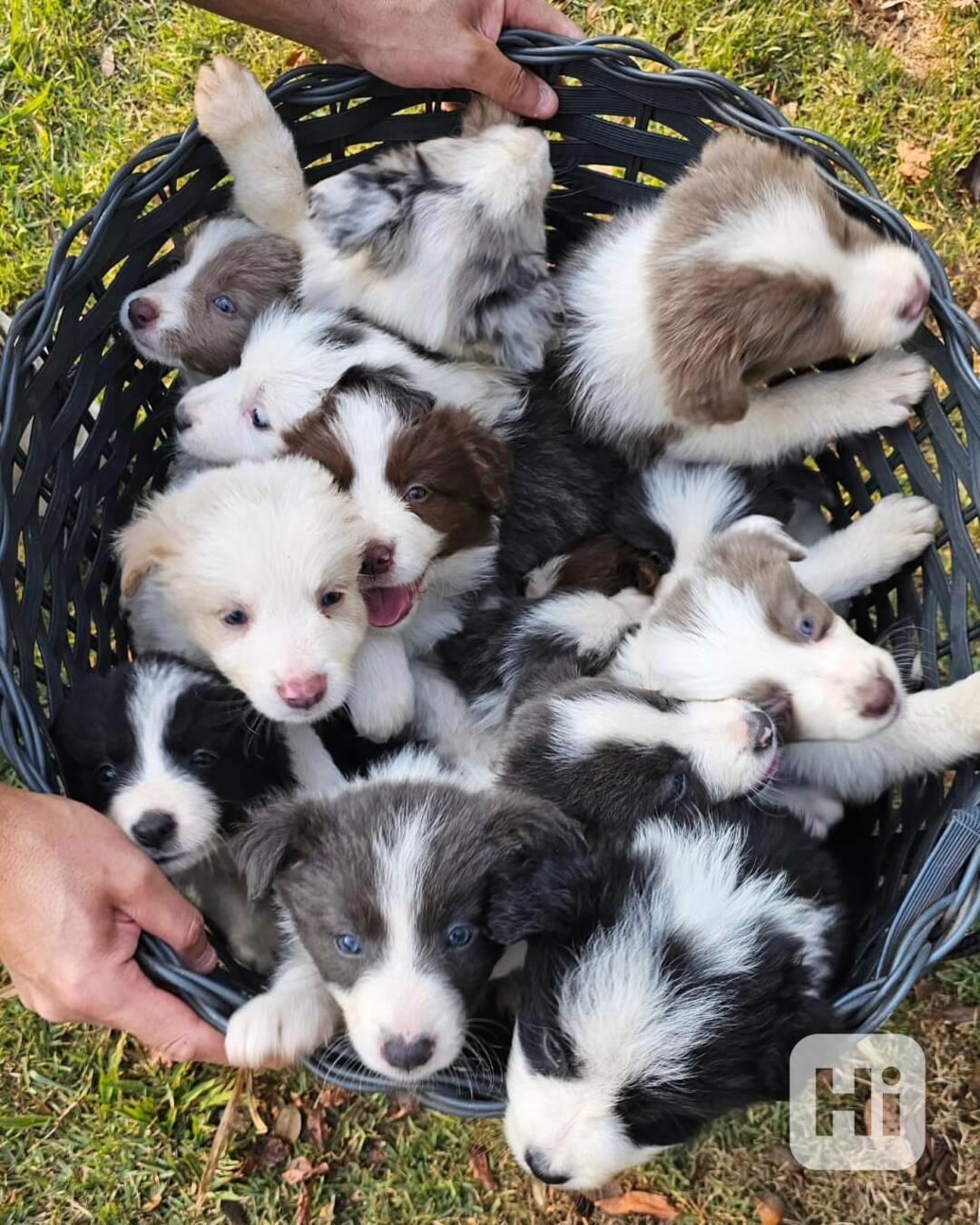 Štěňata border kolií - foto 1